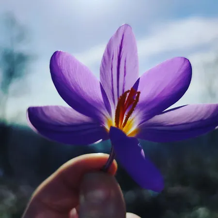 Light * アヴェッリーノ